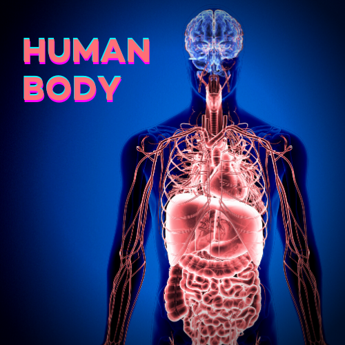 PE_human-body
